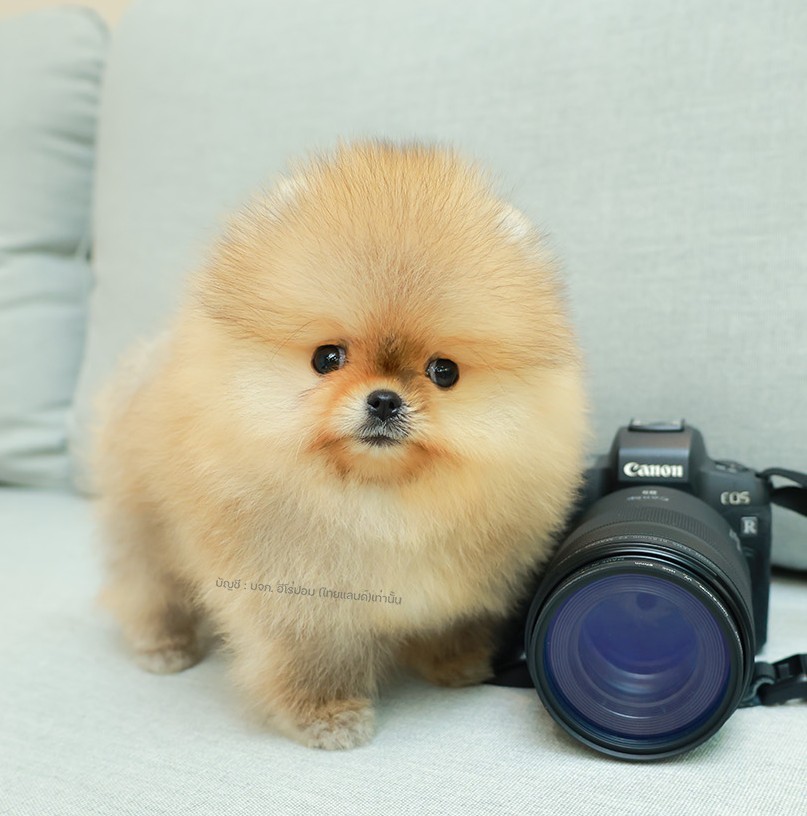 ปอมหน้าหมี ปอมแท้ ปอมเมอเรเนียน HRF-68754 เพศหญิง สีส้ม อายุ 2 เดือน ตัวเล็ก ขาส...