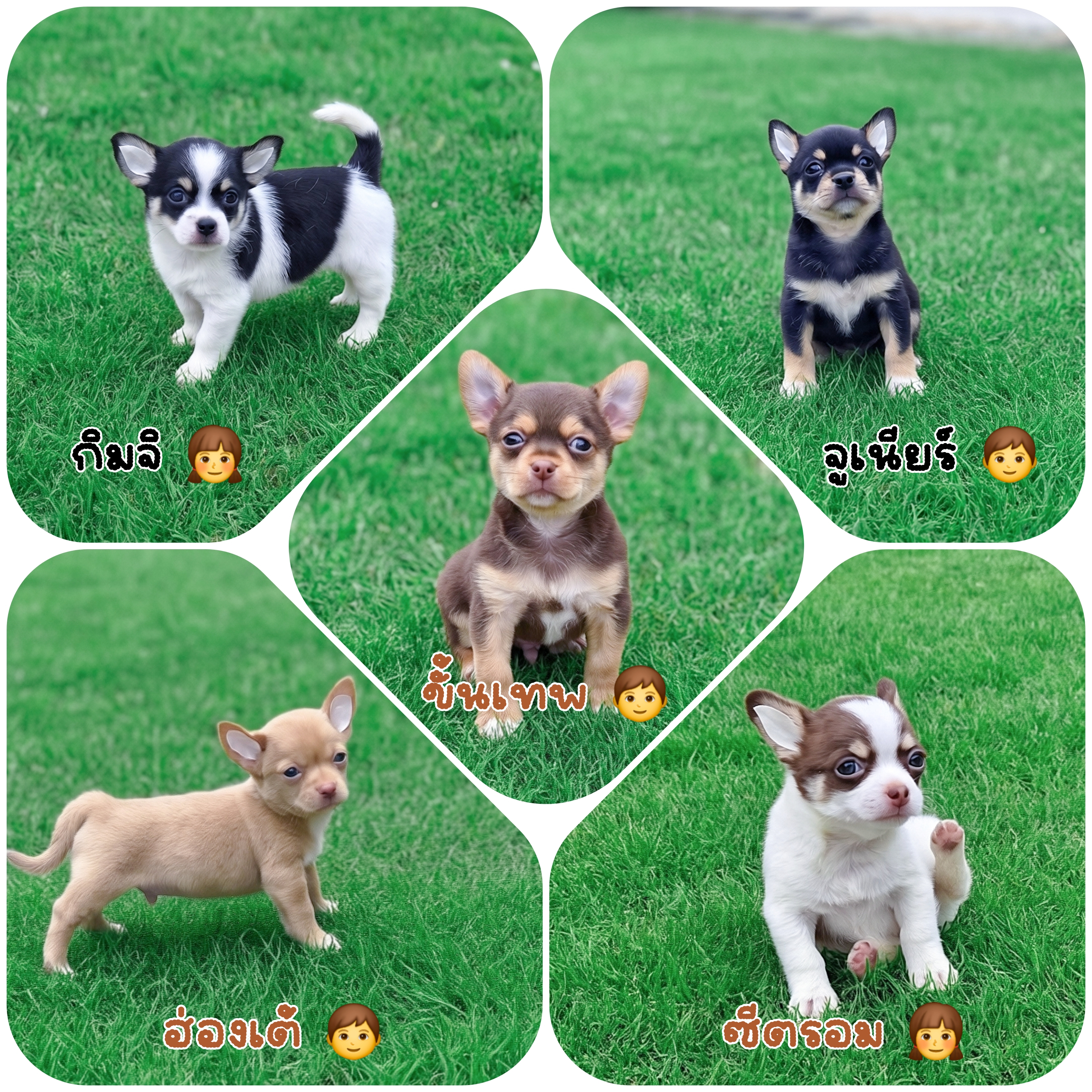CHIHUAHUAชิวาวาพันธุ์แท้ฟอร์มสวย