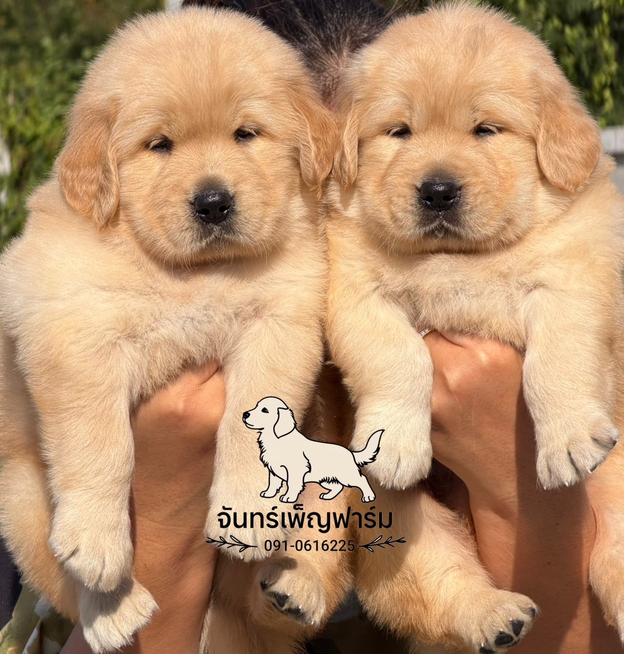 น้องโกลเด้นรีทริฟเวอร์ Oversized