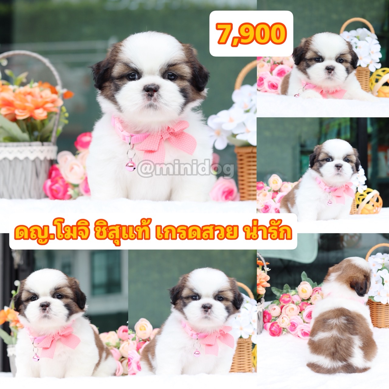 ชิสุแท้เกรดสวย
