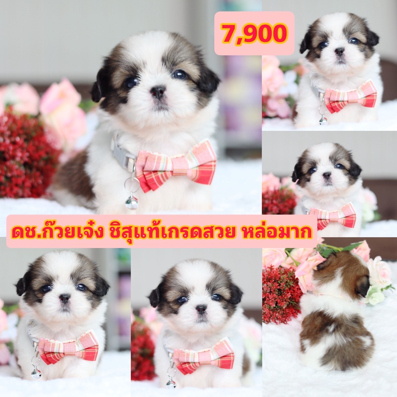 ชิสุแท้เกรดสวย