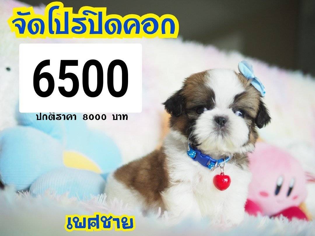 ❤️บ้านกิ๊ฟซ่า ชิสุห์ จตุโชติ สะพานใหม่ บางเขน