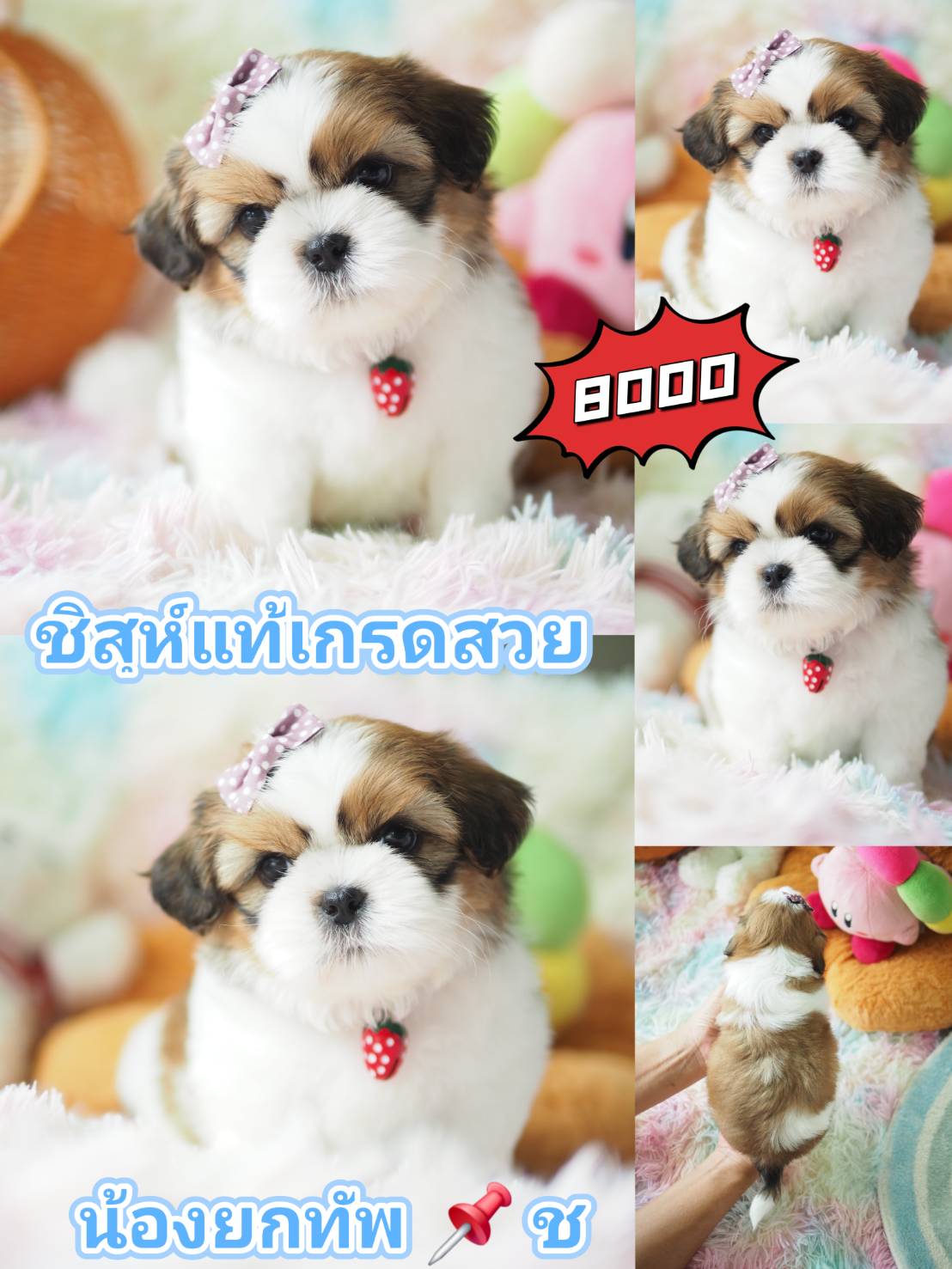 ชิสุ กิ๊ฟซ่า หล่อมาก