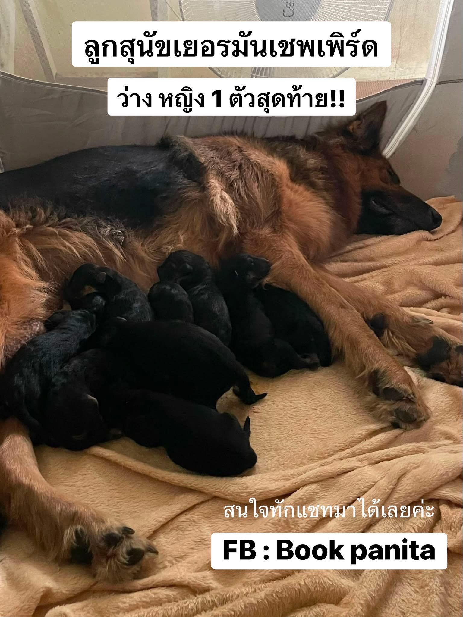 ลูกสุนัขเยอรมันเชพเพิร์ด (อัลเซเชี่ยน สุนัขตำรวจ) ว่าง เมีย 1