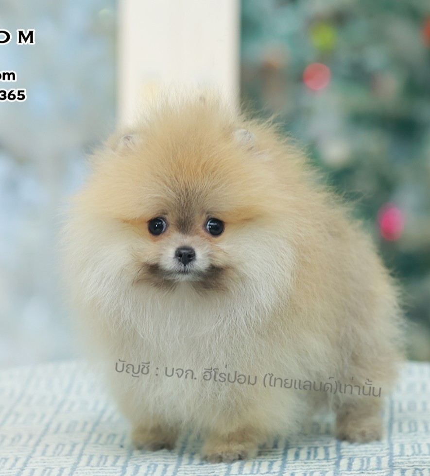 ปอมแท้ ปอมหน้าหมี HRM-10822 เพศชาย สีส้ม ตัวจิ๋วตัวเล็ก แก้มอ้วน น่าฟัดมาก ๆ ตอน...