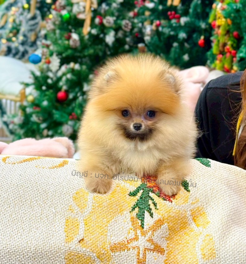 ปอมแท้ ปอมหน้าหมี HRF-10532 เพศหญิง สีส้ม ตัวจิ๋วตัวเล็ก แก้มอ้วน น่าฟัดมาก ๆ ตอ...