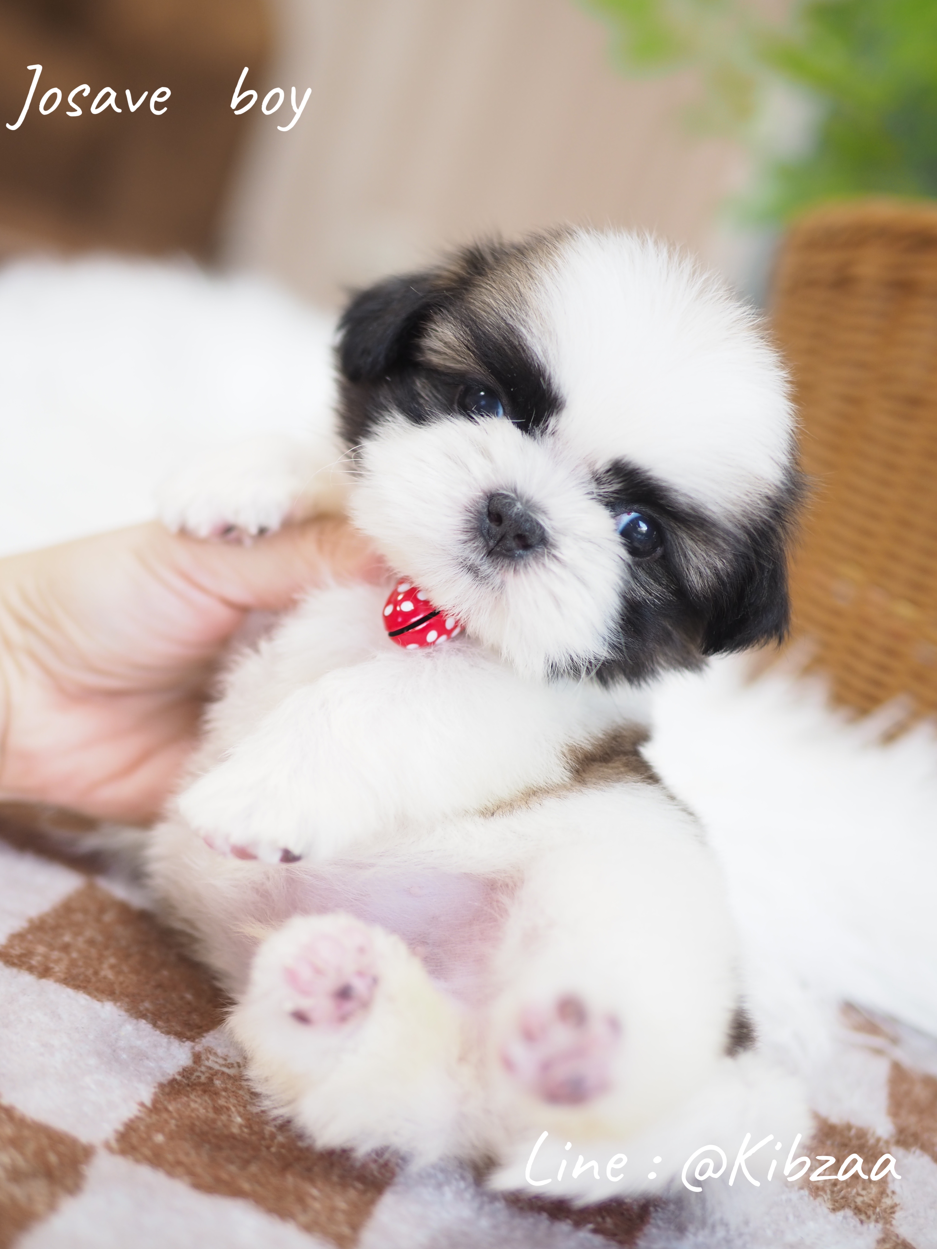 Shihtzu