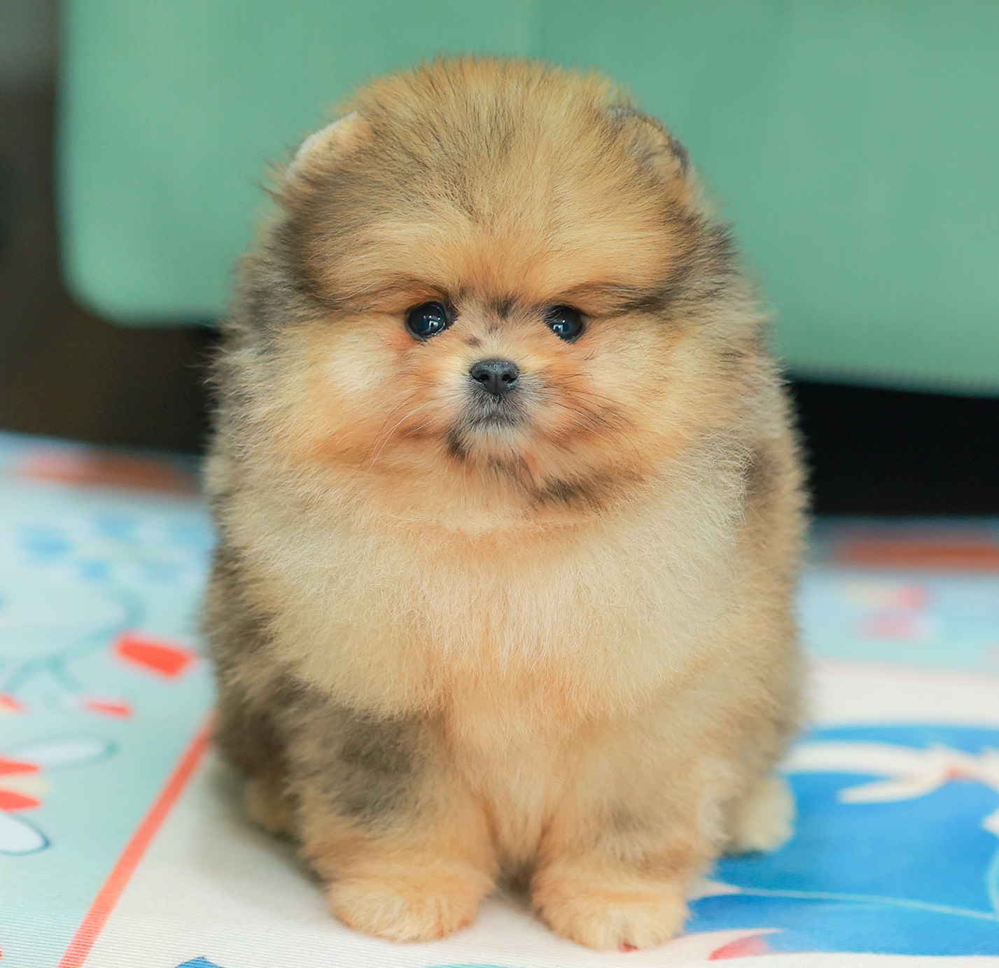 ปอมแท้ ปอมเมอเรเนียน HRF-68581 เพศหญิง สีเมอเร่ อายุ 2 เดือน หน้าตาน่ารัก ขาสั้น...