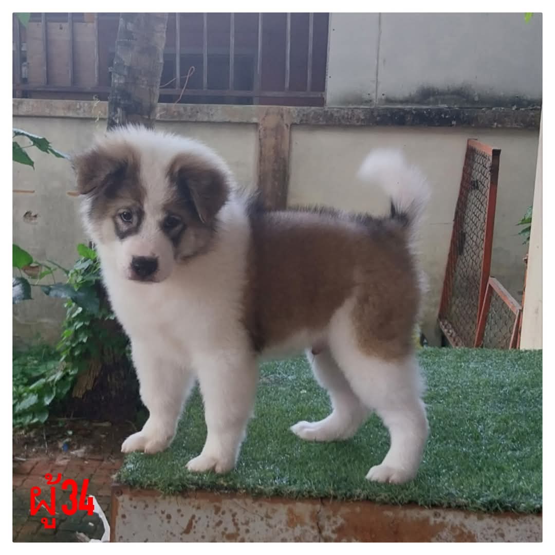 สายไทยแลนด์​แชมป์​ สวย​โครงสร้าง​ใหญ่​ หล่อไม่แพ้ใคร