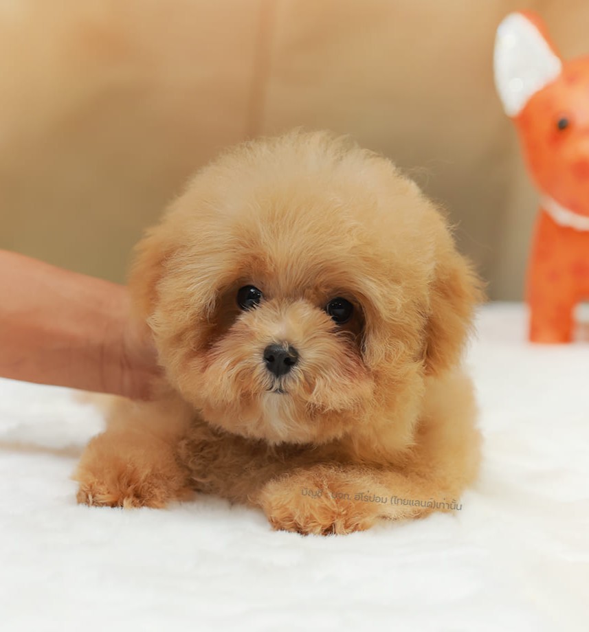 บิชองพู BCM-16754 เพศชาย สี Champagne สวยหวานลูกคุณ ตัวเล็ก ขนนุ่ม สายเลือดคุณพ่...