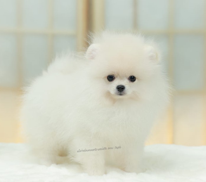 ปอมแท้ ปอมหน้าหมี HRM-26509 เพศหญิง สีขาว เจ้าหนูน่ารัก ตัวสั้นขนแน่นมาก หน้าตาน...