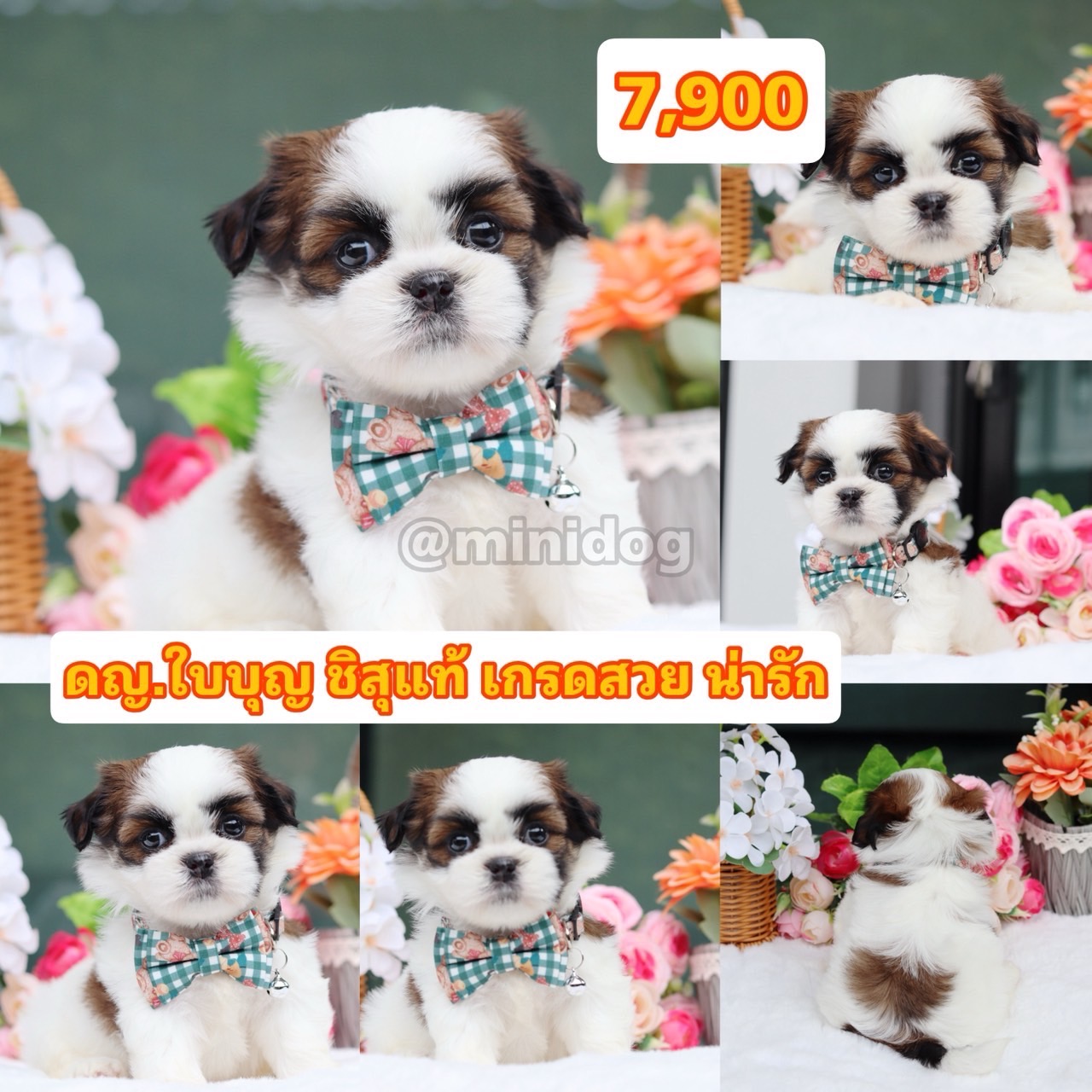 ชิสุแท้เกรดสวย