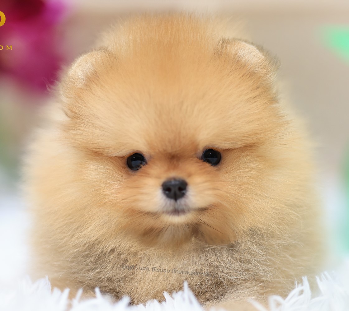 ปอมแท้ ปอมเมอเรเนียน HRF-68138 เพศหญิง สีส้ม อายุ 2 เดือน หน้าตาน่ารัก ขาสั้น ขน...