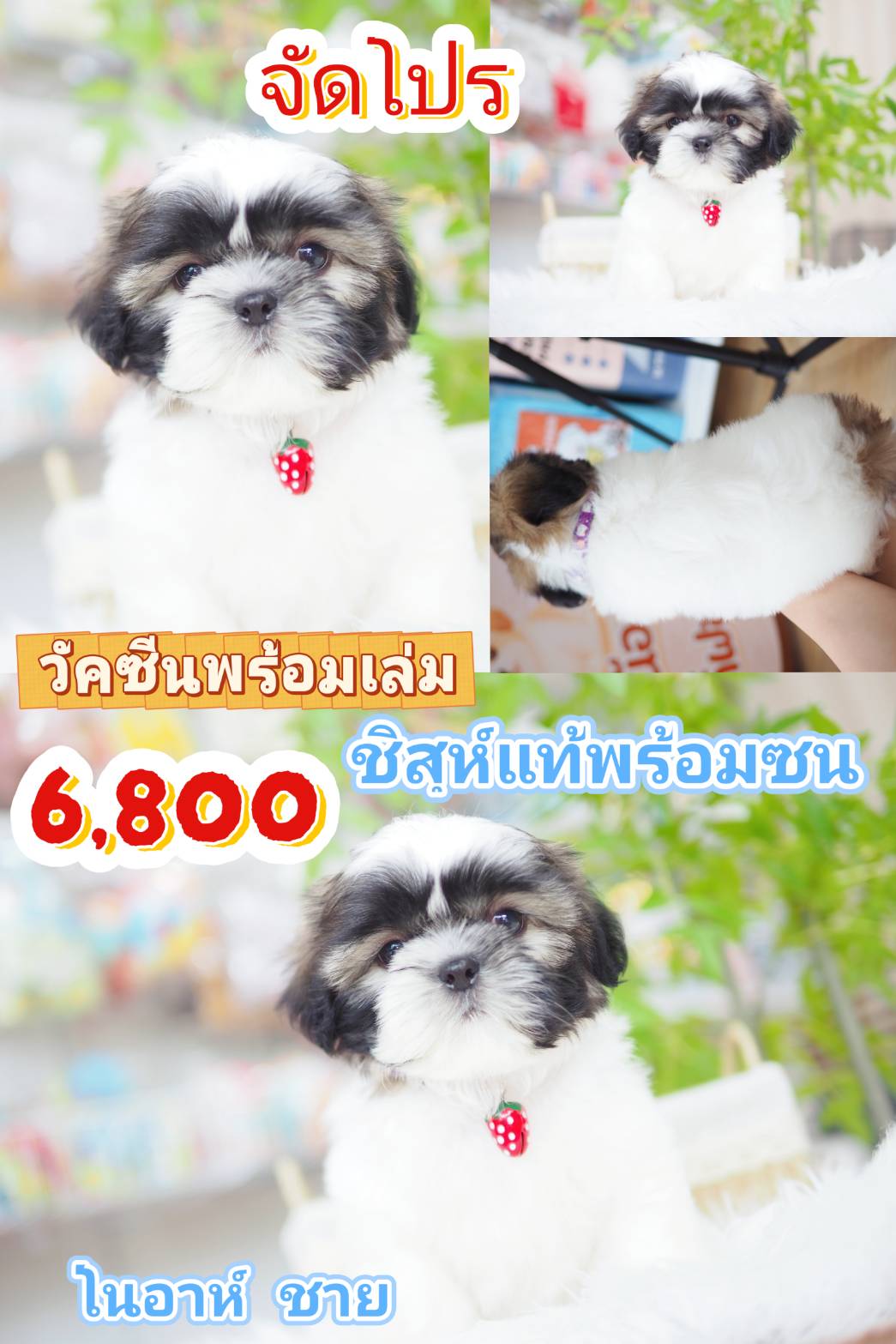 Shihtzu