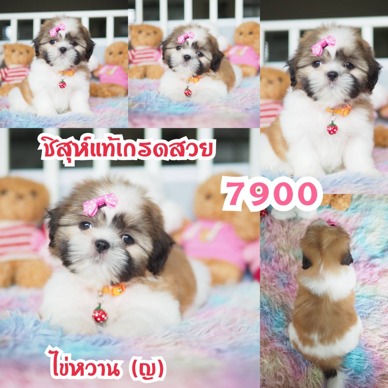 กิ๊ฟซ่าชิสุ
