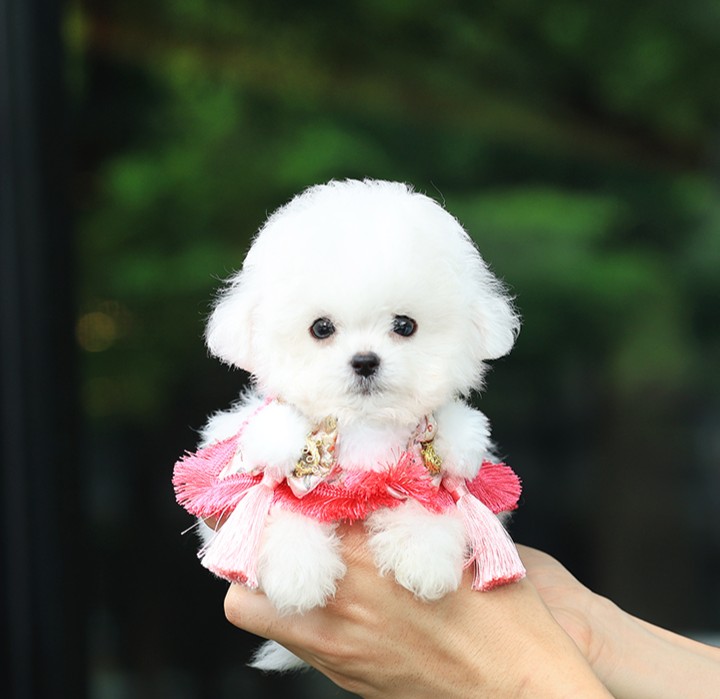 บิซองพู BCF-46691 เพศหญิง สีขาว อายุ 2 เดือน ตัวเล็ก ขาสั้น หน้าสั้น ขนแน่นฟู