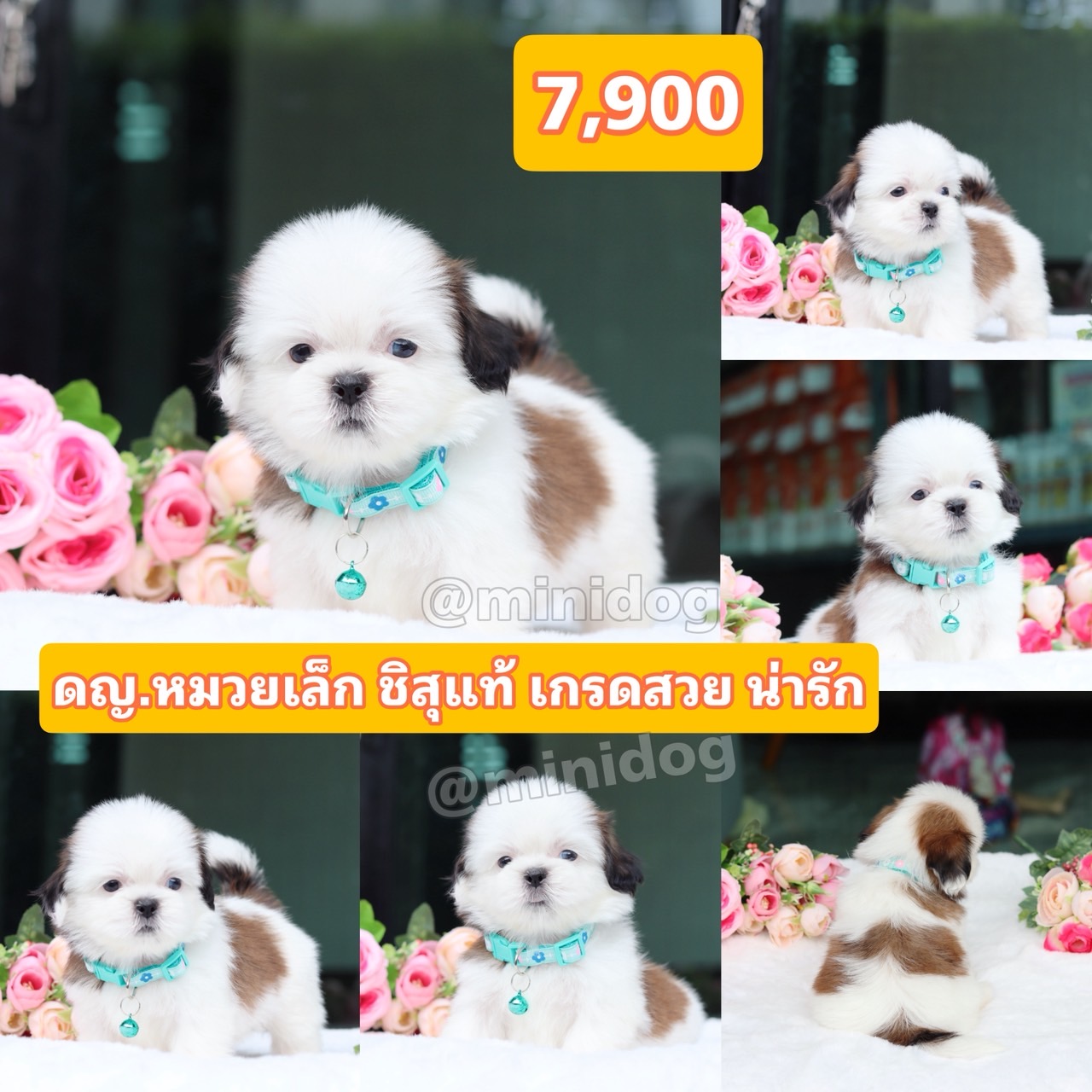 ชิสุปท้เกรดสวย