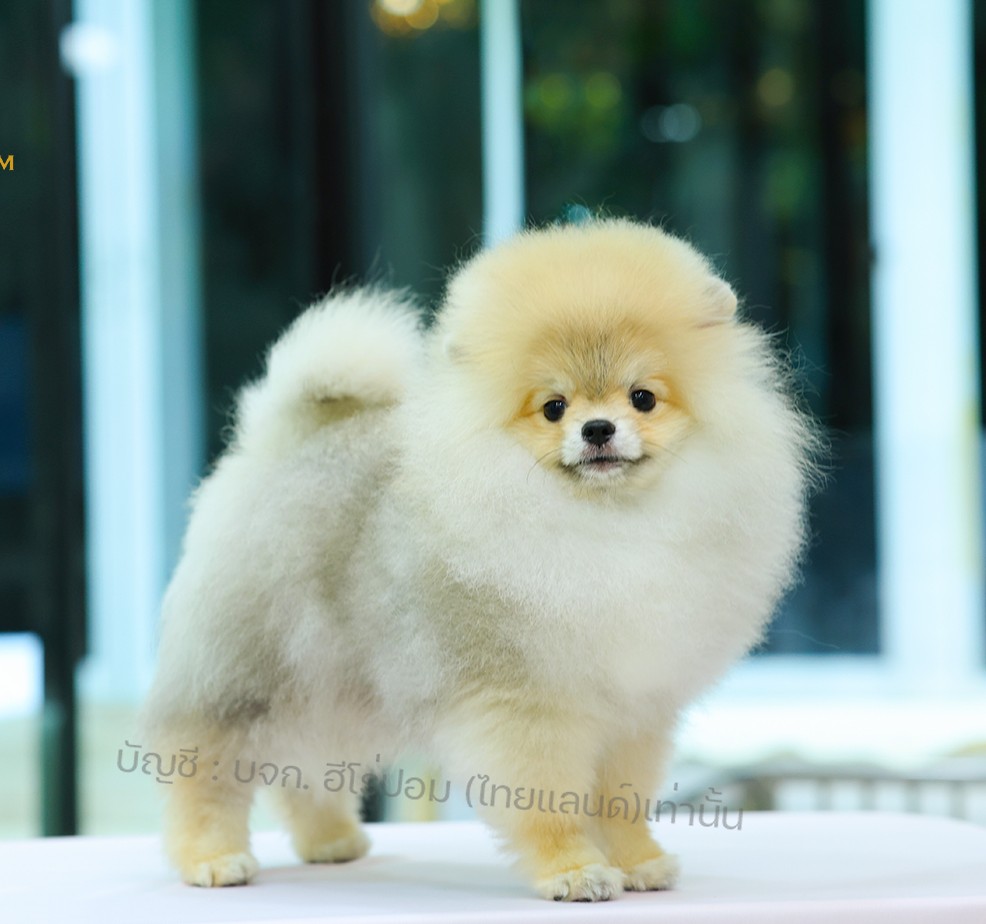 ปอมแท้ ปอมหน้าหมี HRM-10784 เพศชาย สีส้ม อายุ 2 เดือน ขนแน่น ขาใหญ่ กินเก่ง หน้า...