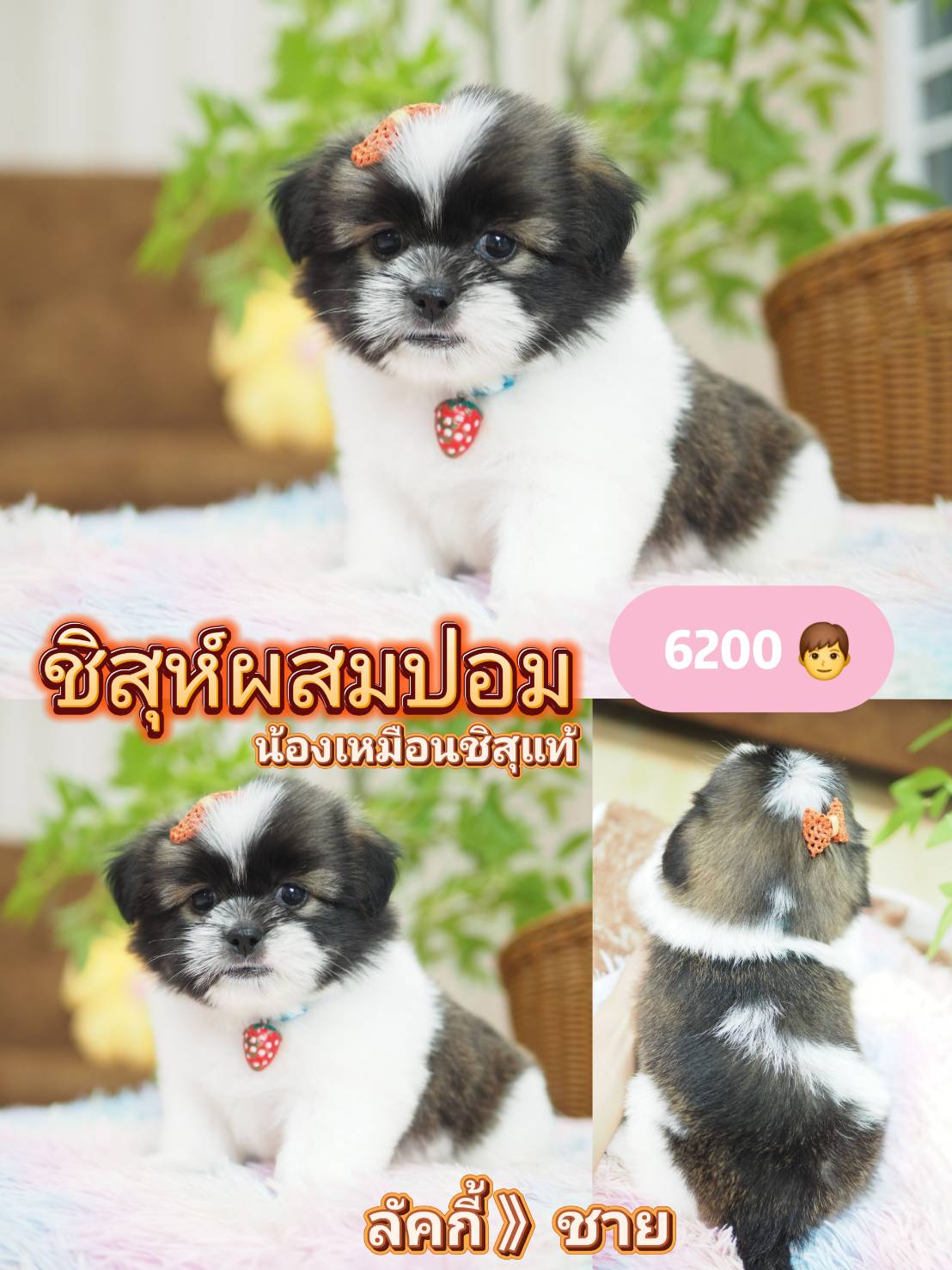 Shihtzupom
