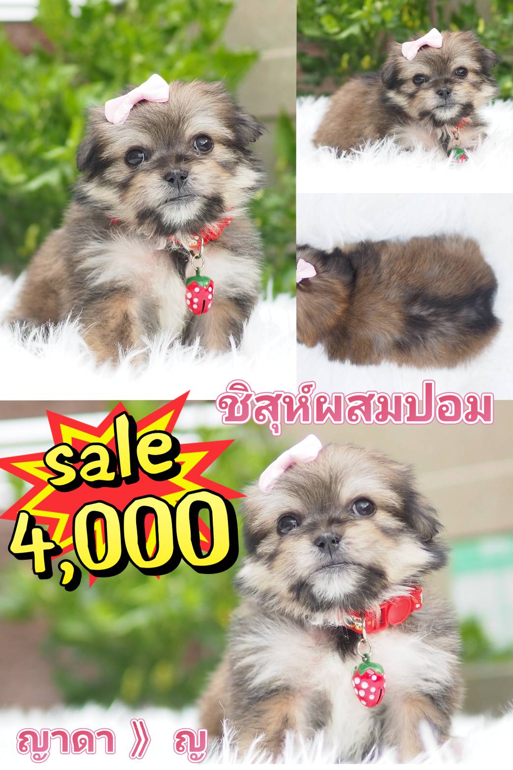 ชิสุห์ผสมปอม  4000