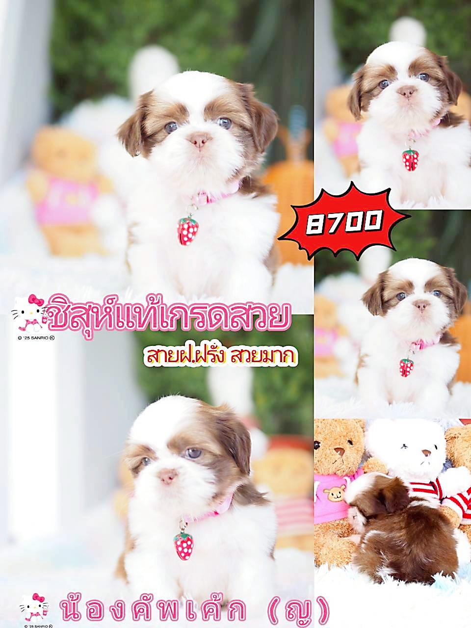 Kibzaa ชิสุห์ พร้อมส่วนลด