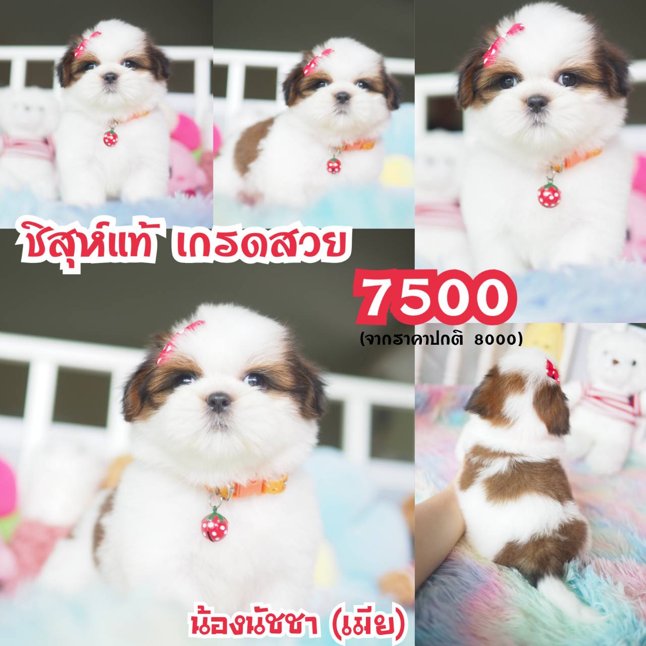 ❤️กิ๊ฟซ่า มีแต่สวยๆ