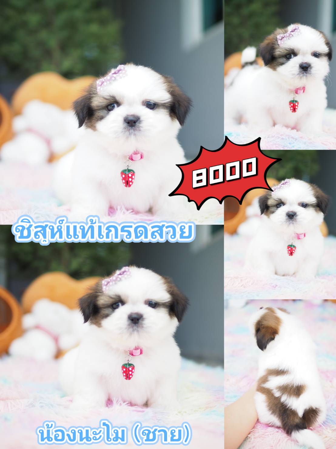 กิ๊ฟซ่า พร้อมส่วนลด