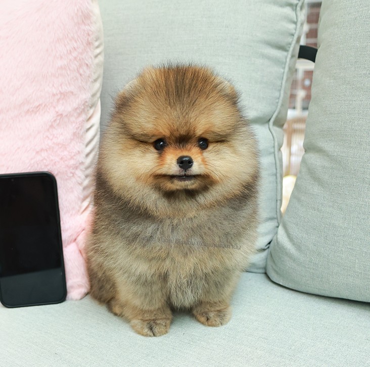 ปอมหน้าหมี ปอมแท้ ปอมเมอเรเนียน HRM-68343 เพศชาย สีส้ม อายุ 2 เดือน ตัวเล็ก ขาสั...