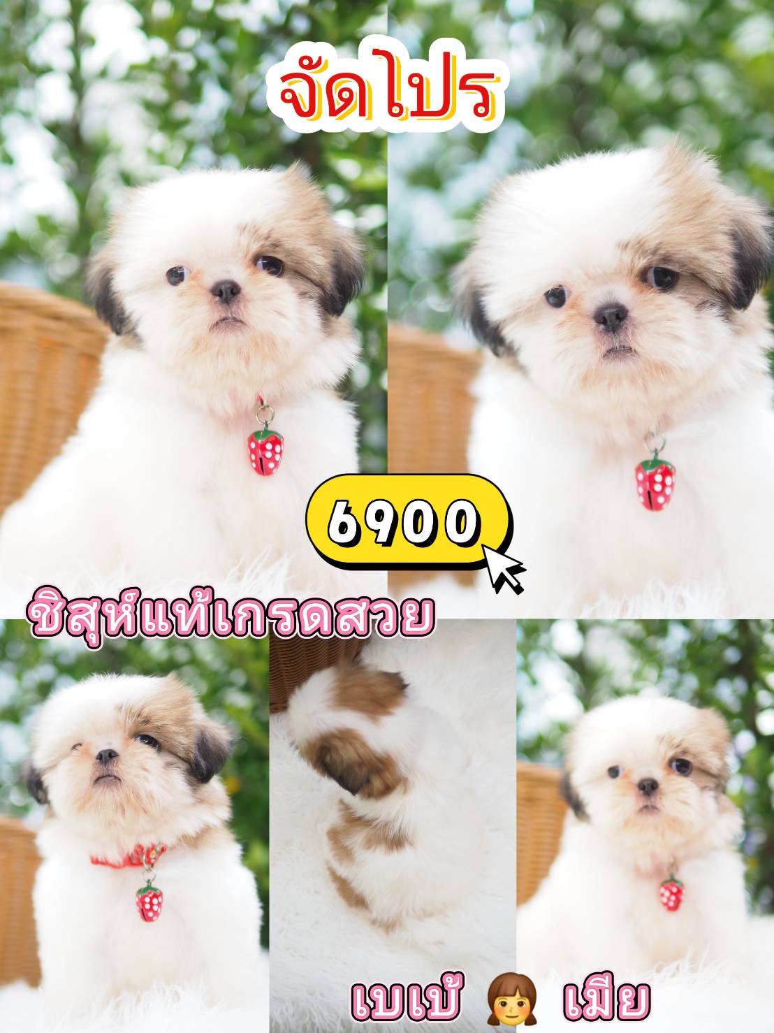 Shihtzu