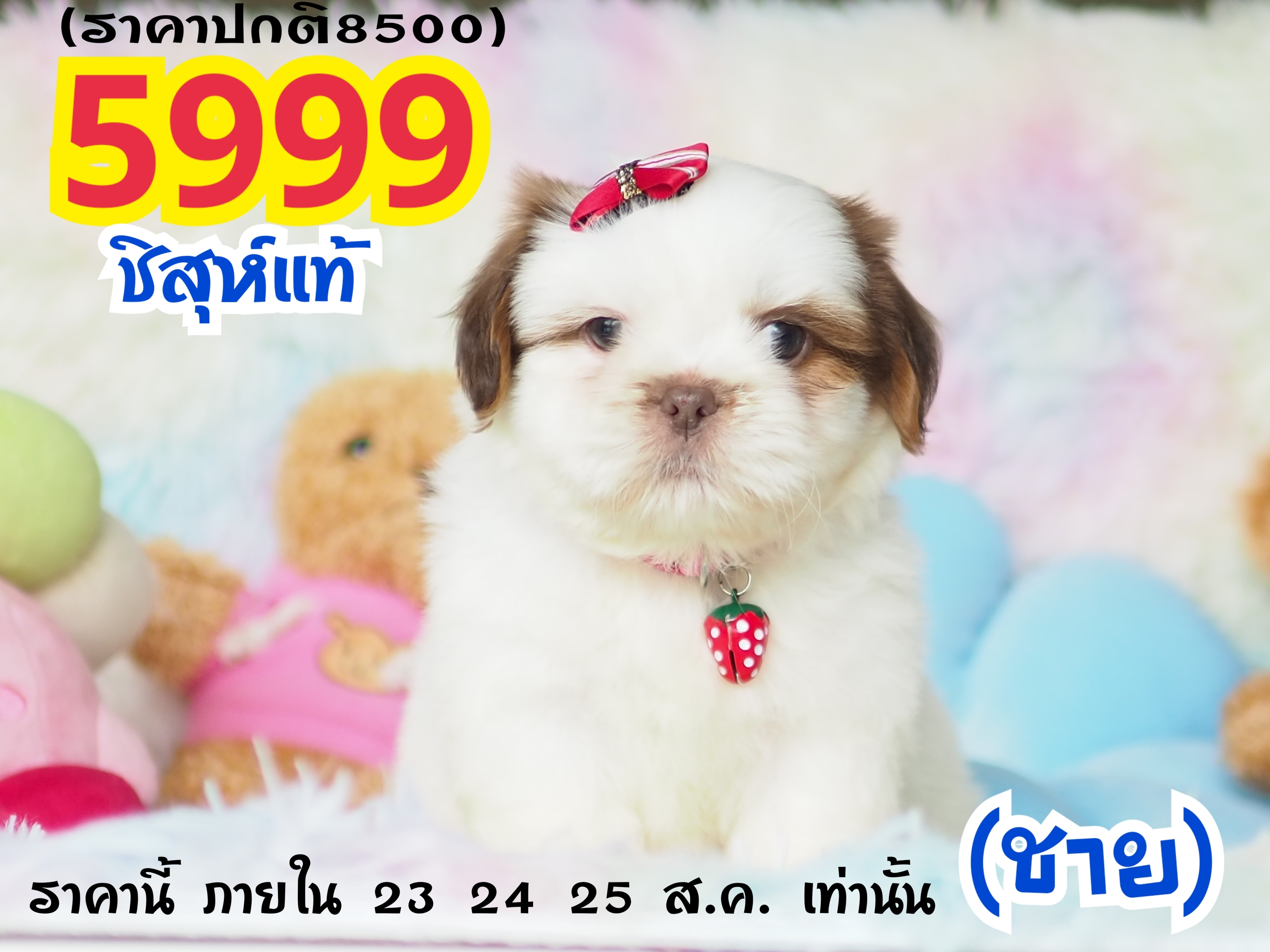 ชิสุ Kibzaa โปร แรงๆถึง 25 นี้