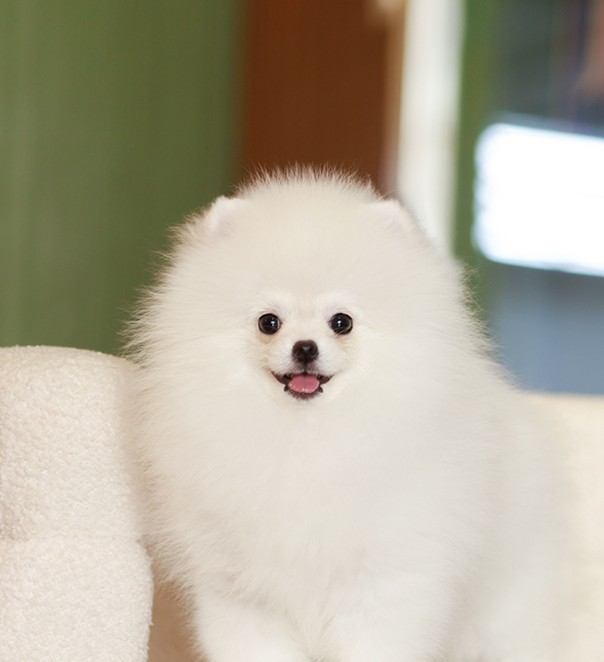 ปอมหน้าหมี ปอมแท้ ปอมเมอเรเนียน HRM-36781 เพศชาย สีขาว อายุ 2 เดือน ตัวเล็ก ขาสั...