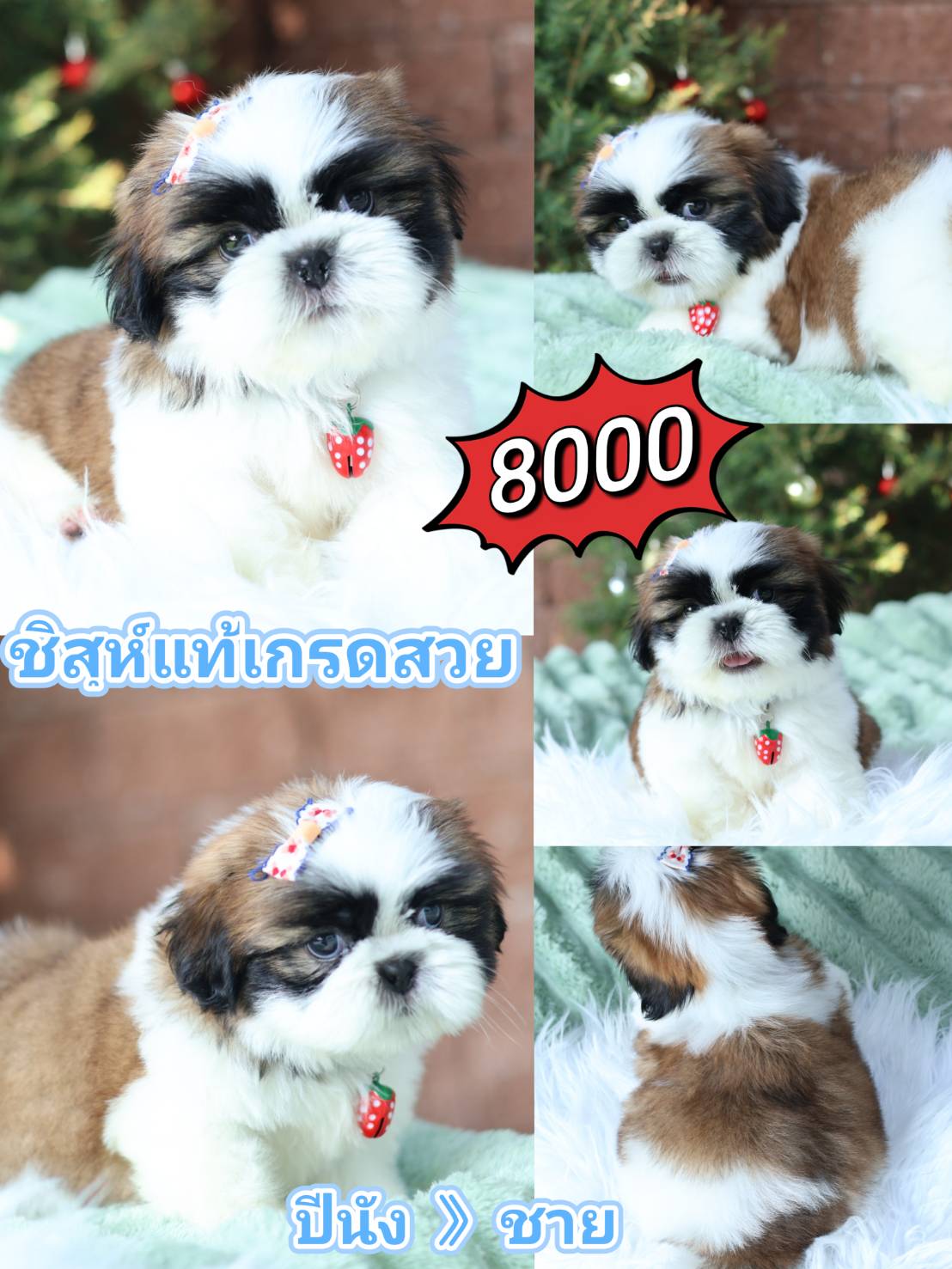 Shihtzu