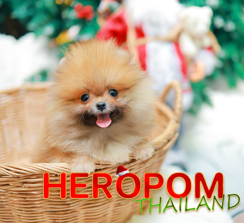 ปอมแท้ ปอมหน้าหมี HRM-10529 เพศชาย สีส้ม อายุ 2 เดือน ขนแน่น ขาใหญ่ กินเก่ง หน้า...