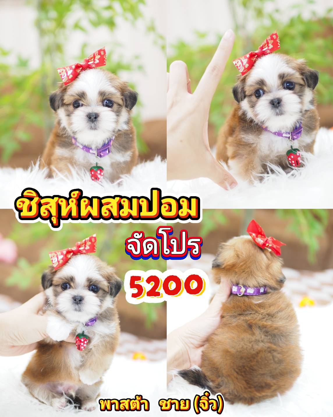 กิ๊ฟซ่า