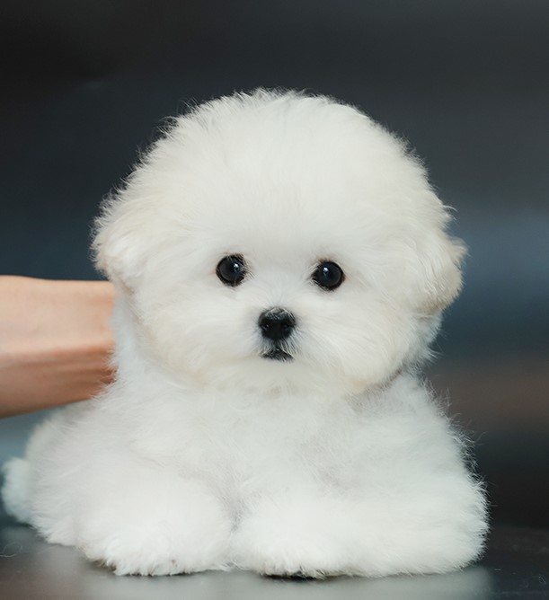 BCF-01005บิชองฟรีเซ่ เพศหญิง หน้ากลมสีขาวนวล ตากลม น่ารัก สนใจน้องสอบถาม Line:@h...