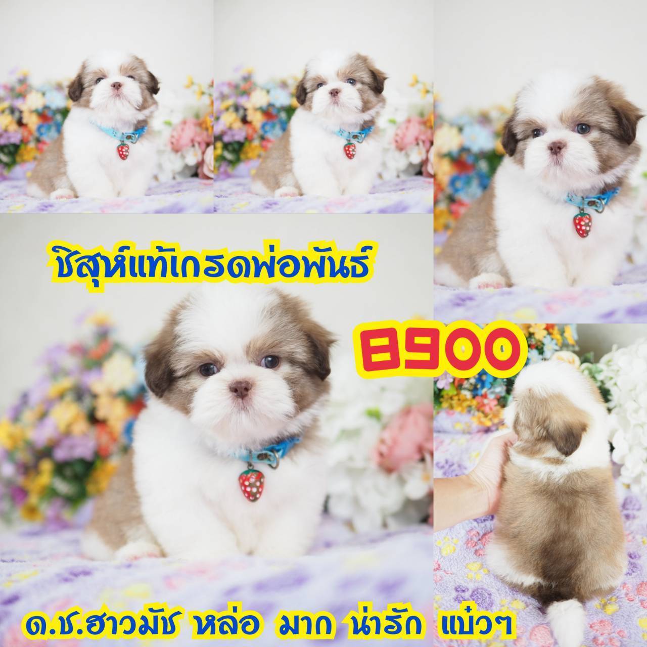 กิํฟซ่าชิสุ จตุโชติ กทม.