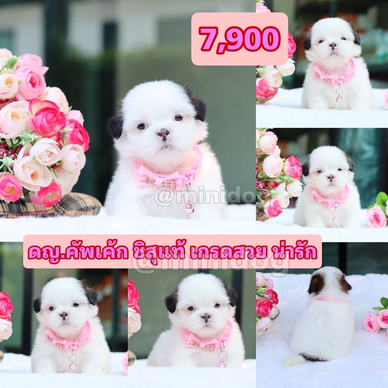 ชิสุแท้เกรดสวย