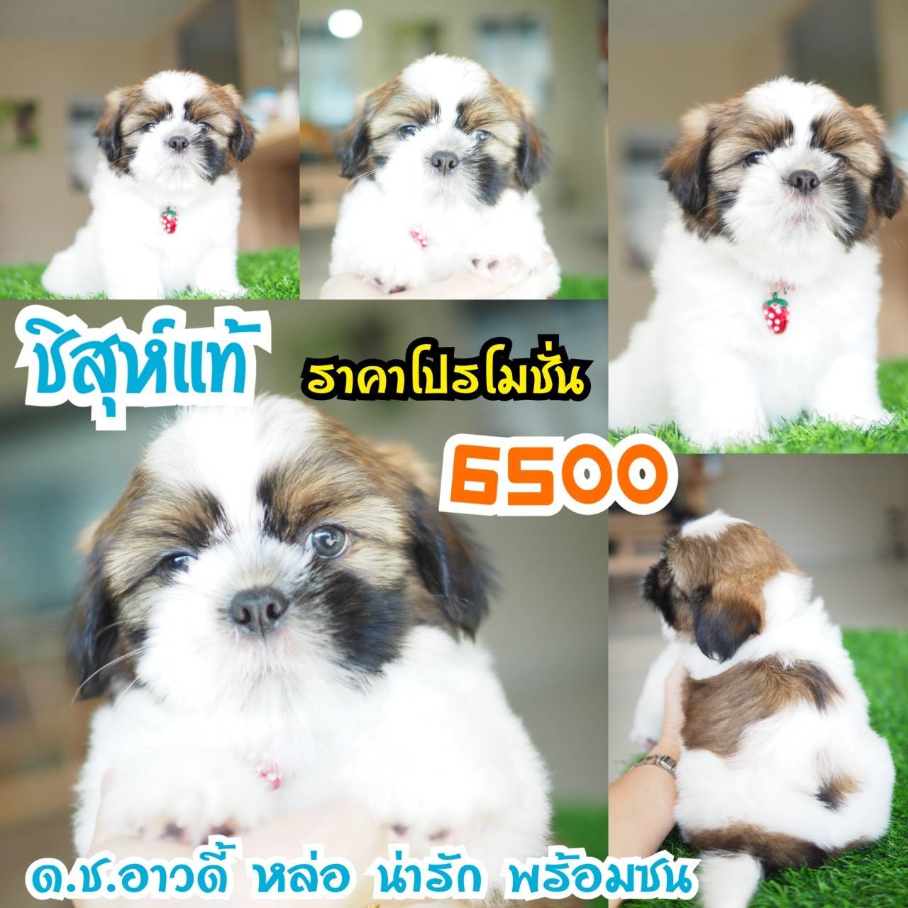 อาณาจักรกิ๊ฟซ่า แหล่งรวบรวม ชิสุห์ สุดน่ารัก