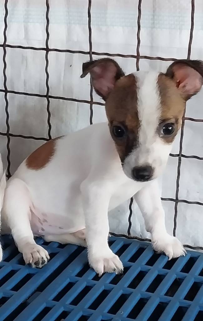 ลูกสุนัขแจ๊ครัสเซลล์พันธุ์แท้ ราคาตัวละ 3000 บาท