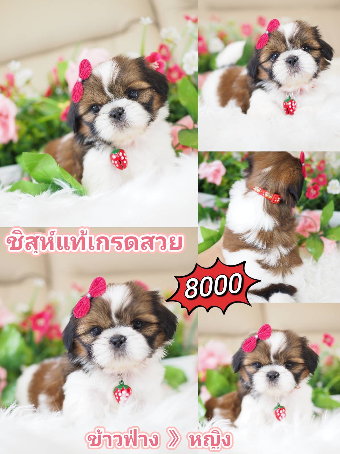 Shihtzu