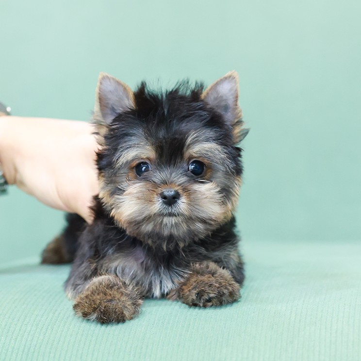 ยอร์คเชียร์ เทอร์เรีย HYM-50605 เพศชาย สีแบล็คแทน อายุ 2 เดือน ตัวเล็ก ขาสั้น หน...