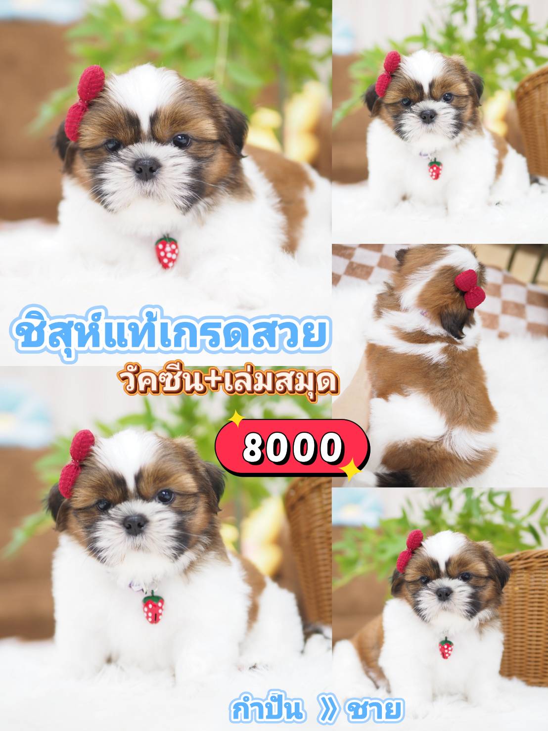 Kibzaa shihtzu