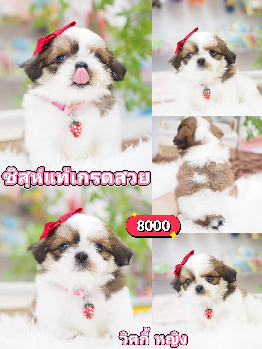 SHIHTZU