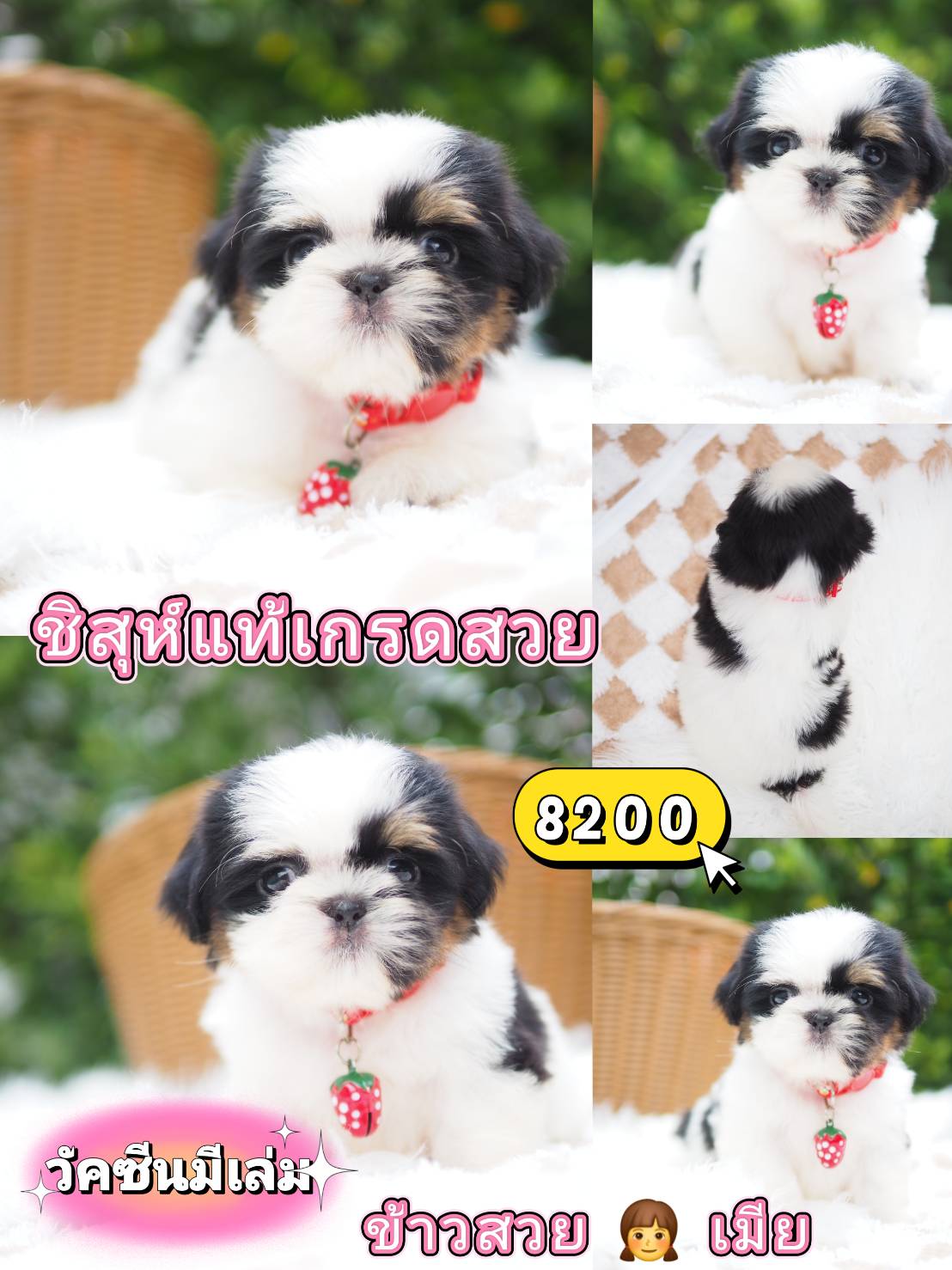 ชิสุ มีวัคซีน❣️