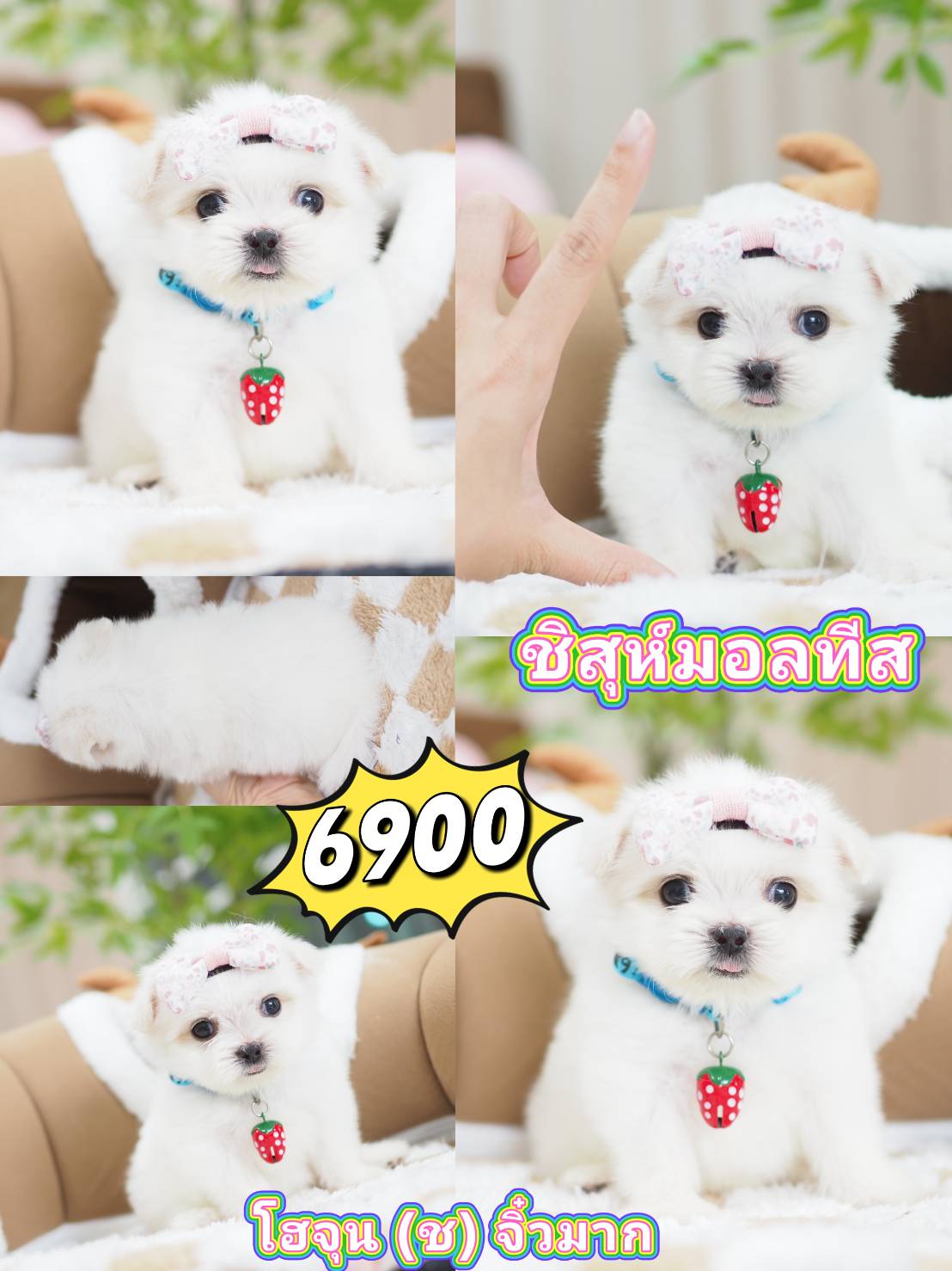 ชิสุมอลทีส