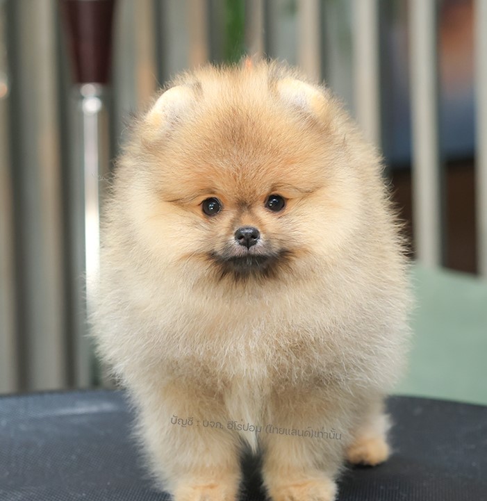 ปอมแท้ ปอมเมอเรเนียนฃ HRF-26515 เพศหญิง สีส้ม อายุ 2 เดือน ตัวเล็ก ขาสั้น หน้าสั...