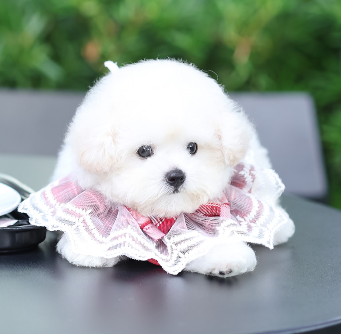 มินิบิชอง BCF-52920 เพศหญิง สีขาว อายุ 2 เดือน หน้าตาน่ารัก ขาสั้น ขนแน่นฟู ขี้เ...