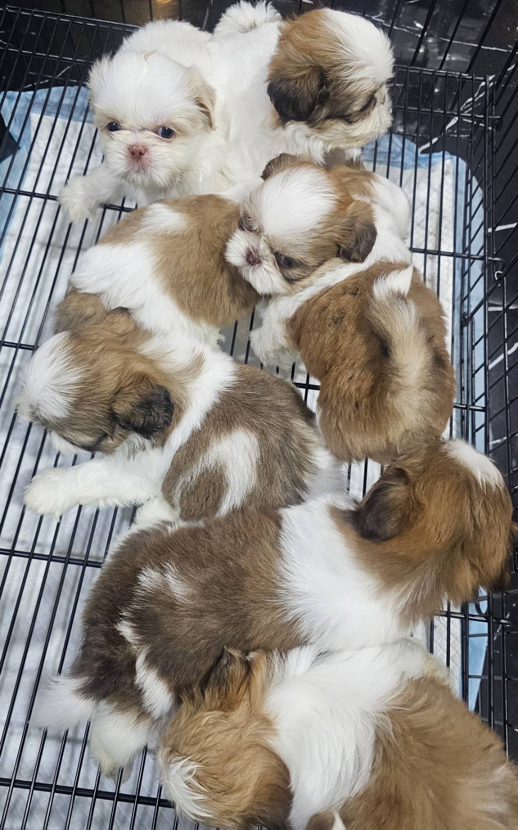 ชิสุห์แท้