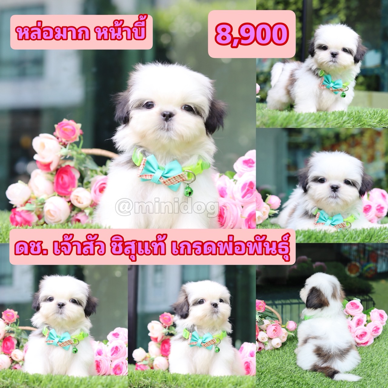 ชิสุแท้เกรดสวย