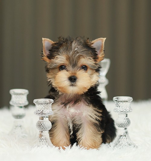 ยอร์คเชียร์ เทอร์เรีย HYM-50519 เพศชาย สีซิลเวอร์ อายุ 2 เดือน ตัวเล็ก ขาสั้น หน...